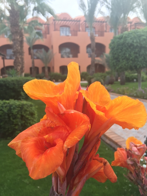       Close-up of vibrant orange flowers in a garden.
  