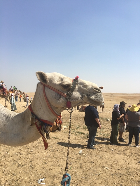 Camel with a decorative bridle standing in a desert environment with people around.