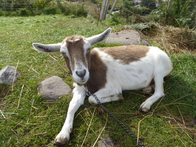 Close-up of a goat in a grassy field.