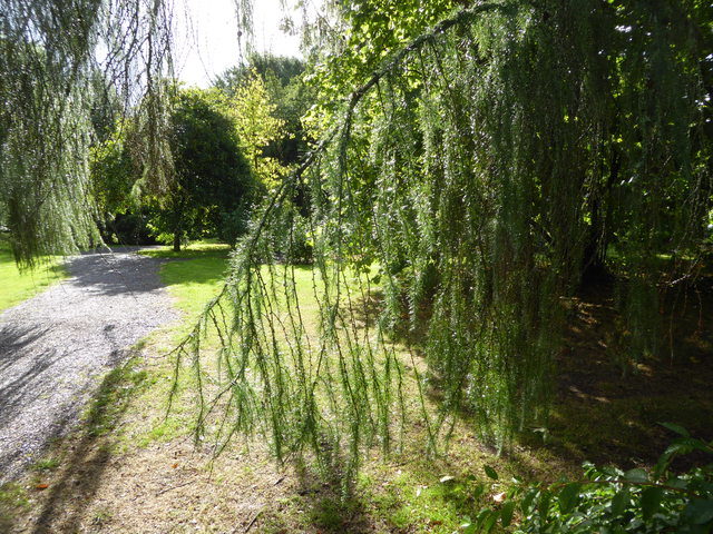       Hanging tree branches in a garden setting.
  
