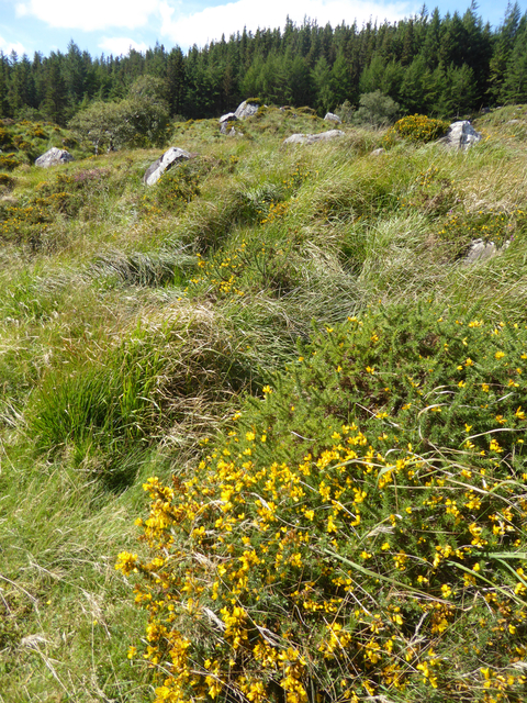       Dense grassy area with yellow flowers.
  