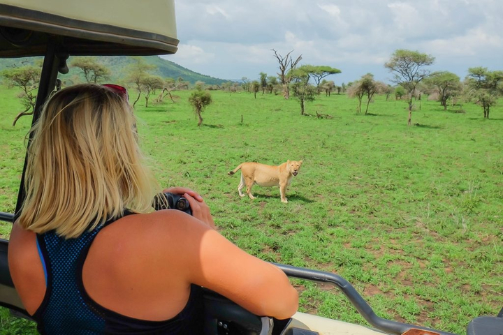 Female tourist observing a lion from a safari vehicle.