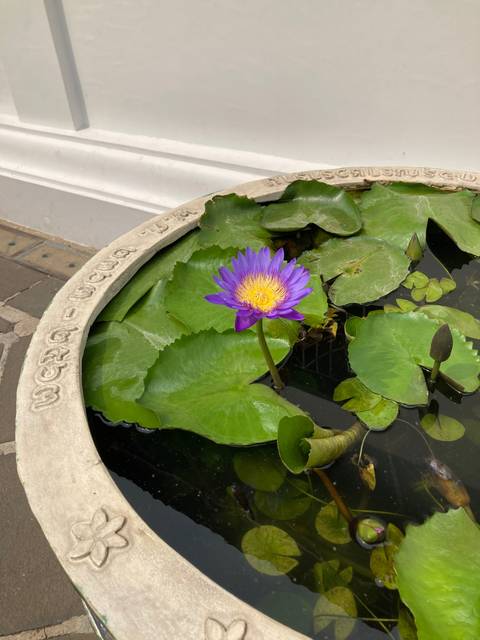 A purple lotus flower in a ceramic bowl.