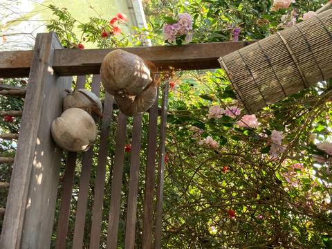 Coconuts and flowers displayed on a wooden structure.