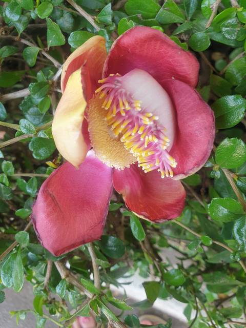 Close-up of a bright flower with petals