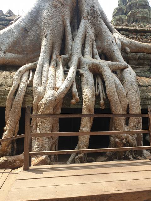       Tree roots over temple structure.
  