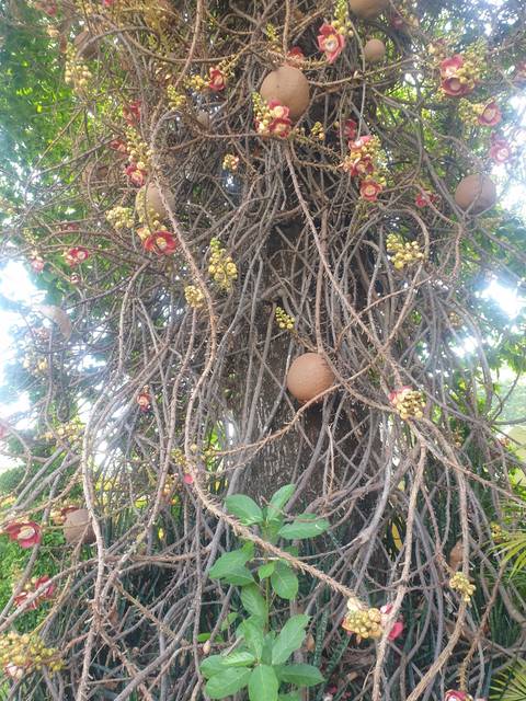       Tree branches with unique fruit and flowers.
  