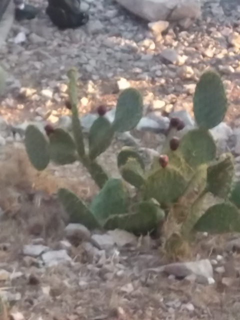       Out of focus image of cacti.
  