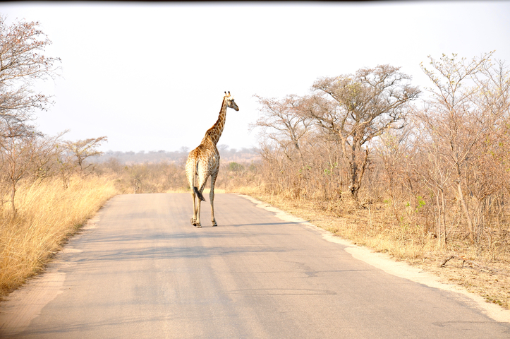       A giraffe walking on a road amidst dry savannah landscape.
  