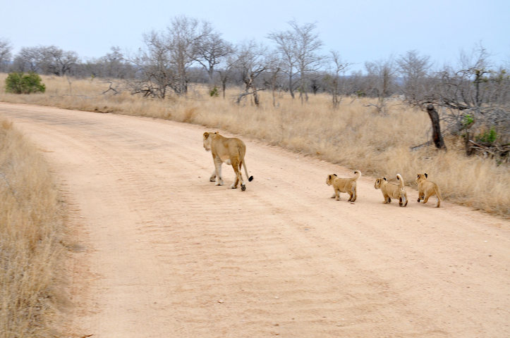      A lioness walking on a dirt road with three cubs in a dry savannah.
  