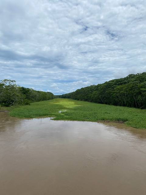 A river with lush greenery on either side.
