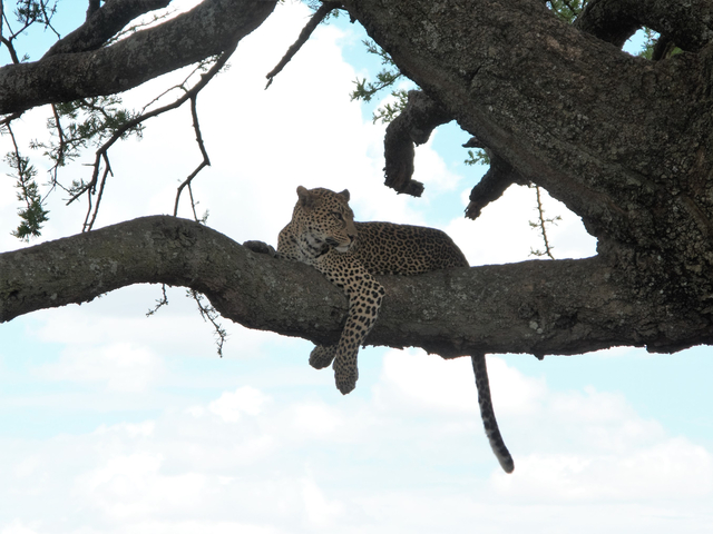 Leopard resting on a tree branch.