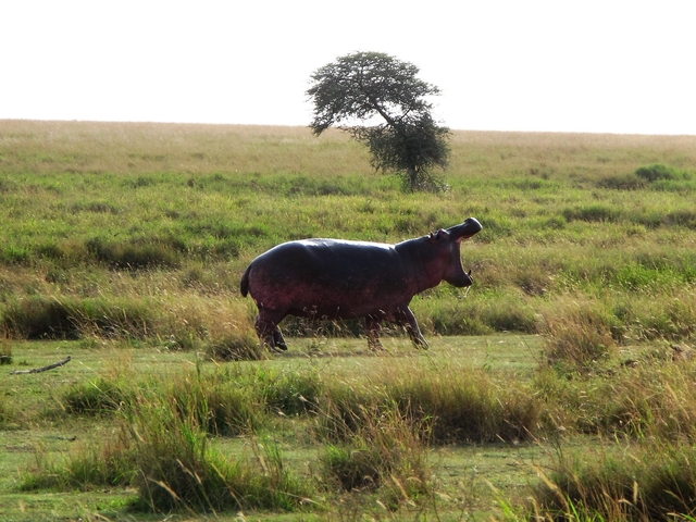 Hippo walking on grass in a savannah.