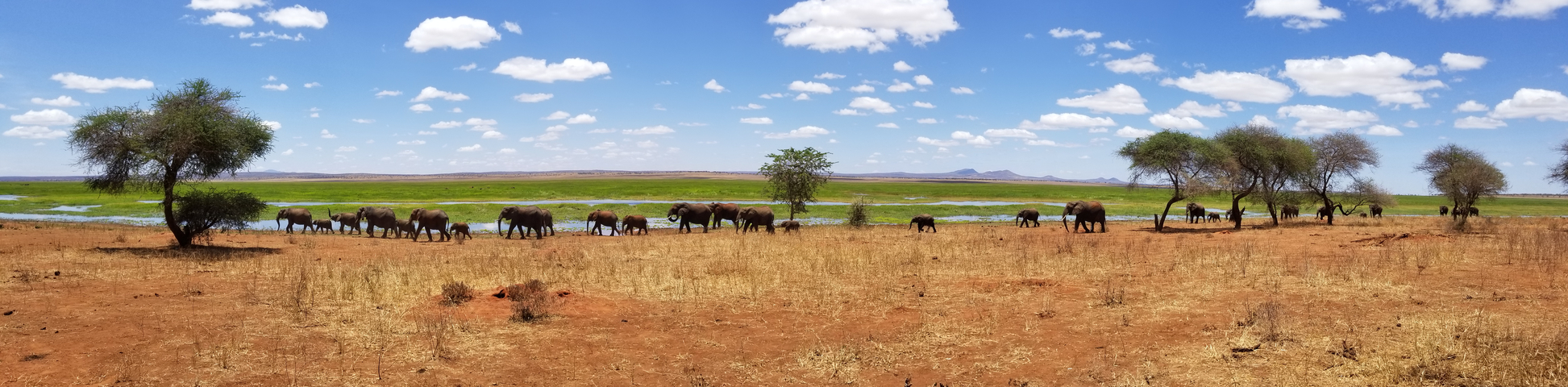 Herd of elephants near a waterhole.