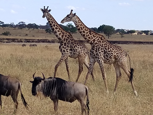 Giraffes and wildebeests grazing in the savannah.