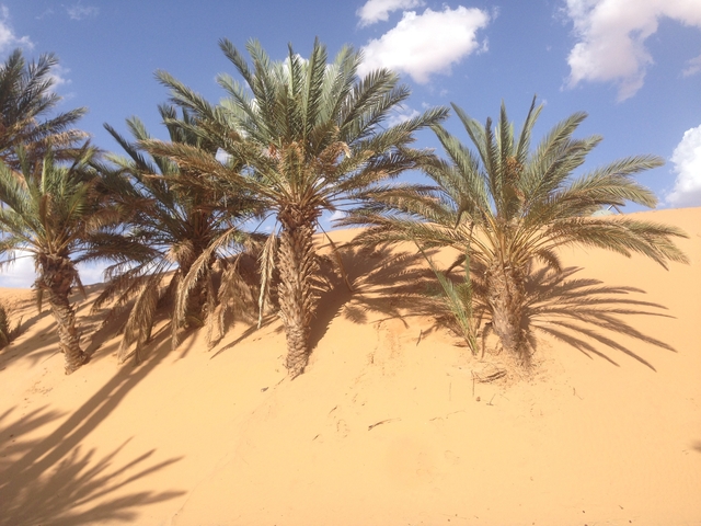       Palm trees growing on a sandy desert dune.
  
