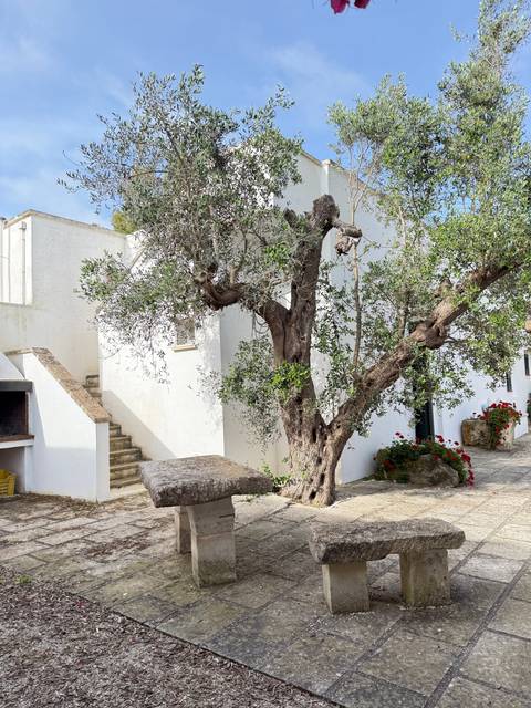 Tree and stone bench outside a white building.