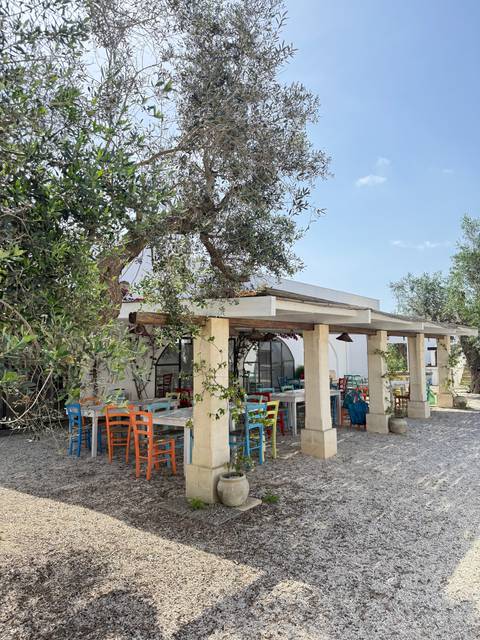       Outdoor cafe with colorful chairs under olive trees.
  