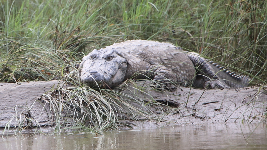 Crocodile resting near riverbank amidst grass.