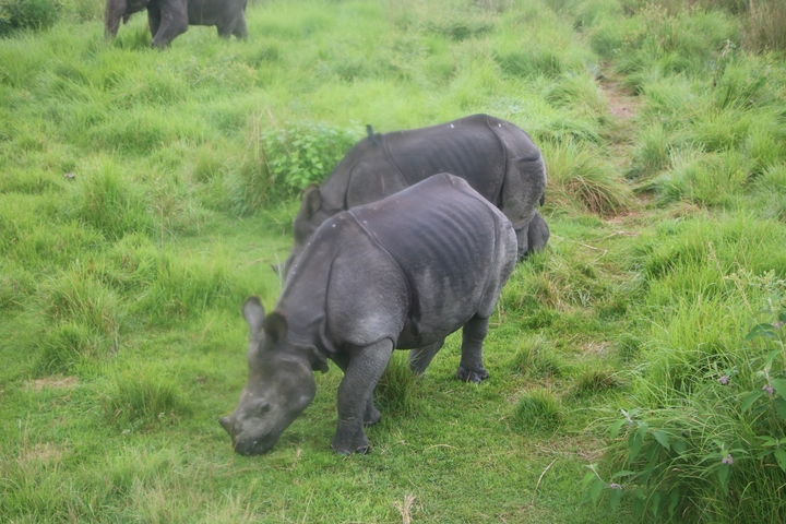 Two rhinos grazing in lush green grass.