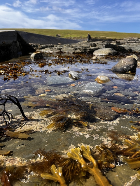 Clear water with seaweed and stones visible.