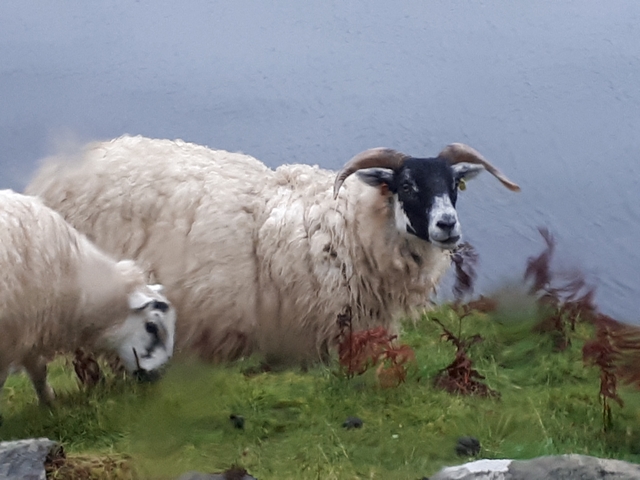Close-up of two sheep grazing in a grassy field.