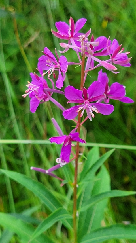      Close-up of vibrant purple wildflowers.
  