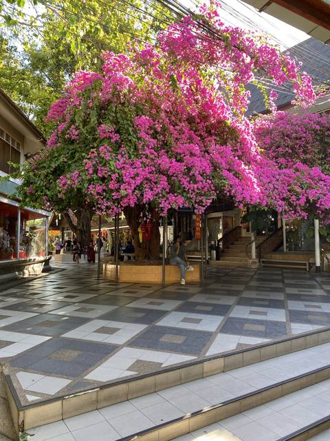       A street scene with pink bougainvillea and pedestrians.
  