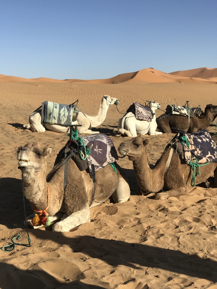 Camels resting on sandy terrain with blankets on.