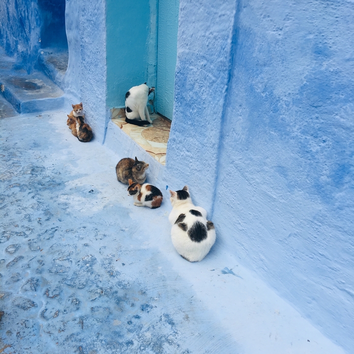 Several cats sitting on a blue-painted pavement near traditional doors