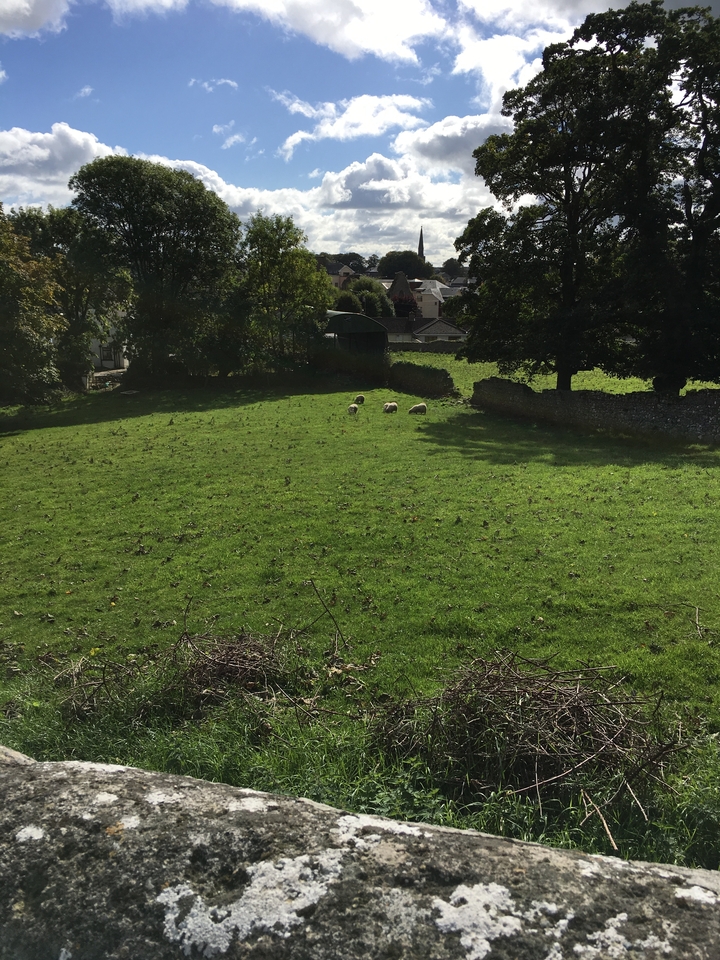 Sheep grazing in a green pasture with stone walls.