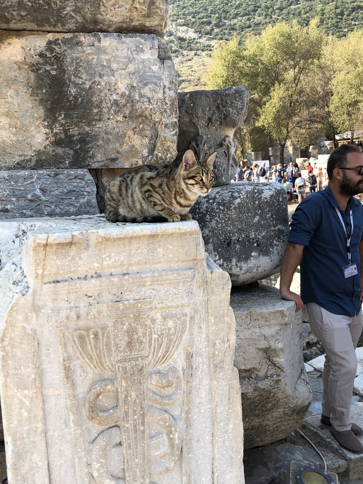 Cat sitting on ruins next to a person.