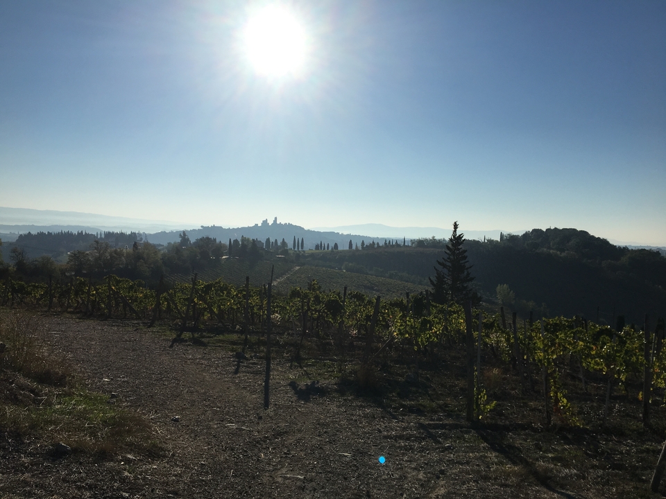 Un vignoble avec la silhouette de tours au loin.