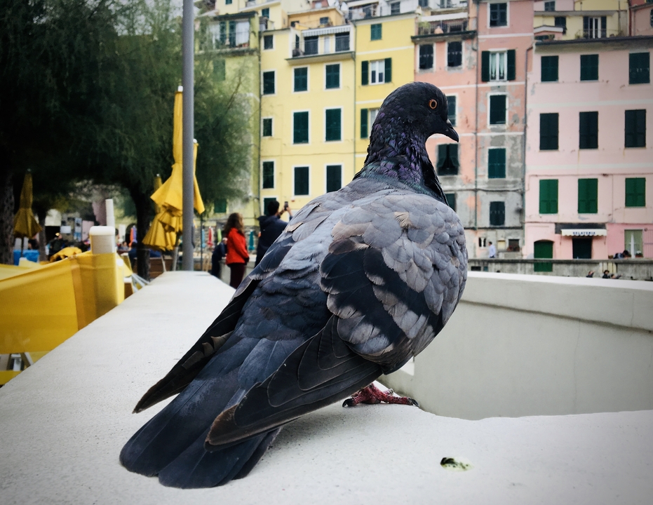 Pigeon se reposant sur un rebord avec des bâtiments colorés.