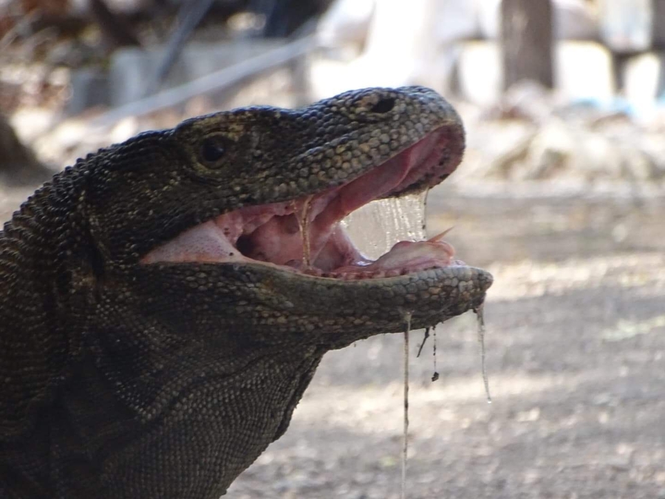Close-up of a Komodo dragon with an open mouth.