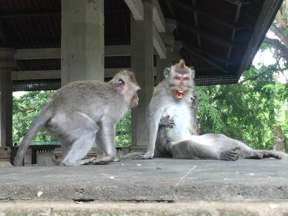 Two monkeys interacting in a sanctuary.