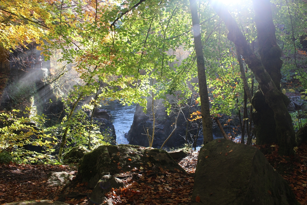 Sunlit forest with a river running through.