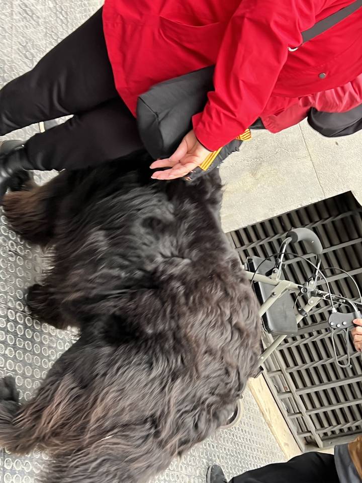 Personne avec un grand chien noir dans une rue.