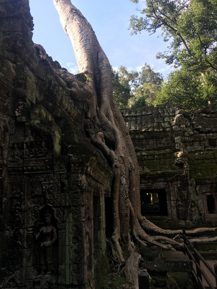Racines d'arbres engloutissant les ruines d'un temple antique.