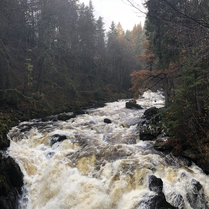 Raging river surrounded by dense forest.