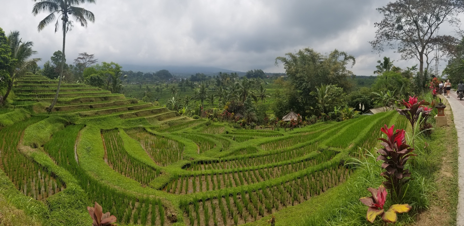 A lush green rice terrace landscape.