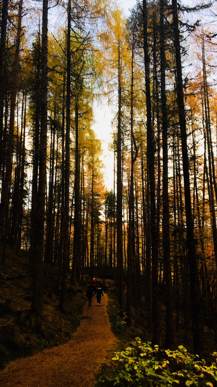 A forest with tall trees and autumn leaves.