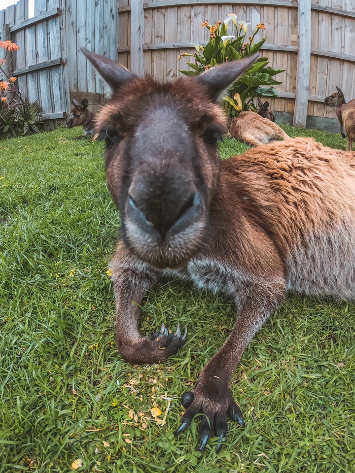 A close-up of a kangaroo's face lying on the grass.