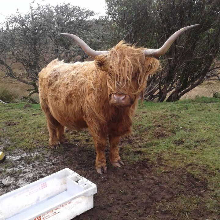 Vache Highland se tenant sur un terrain herbeux.