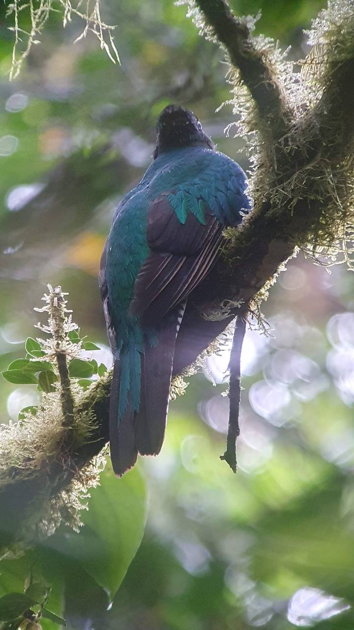 Bird perched upside down on a tree branch.