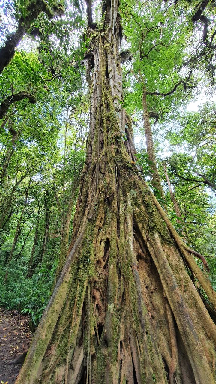 A large tree with intertwined branches covered in moss.