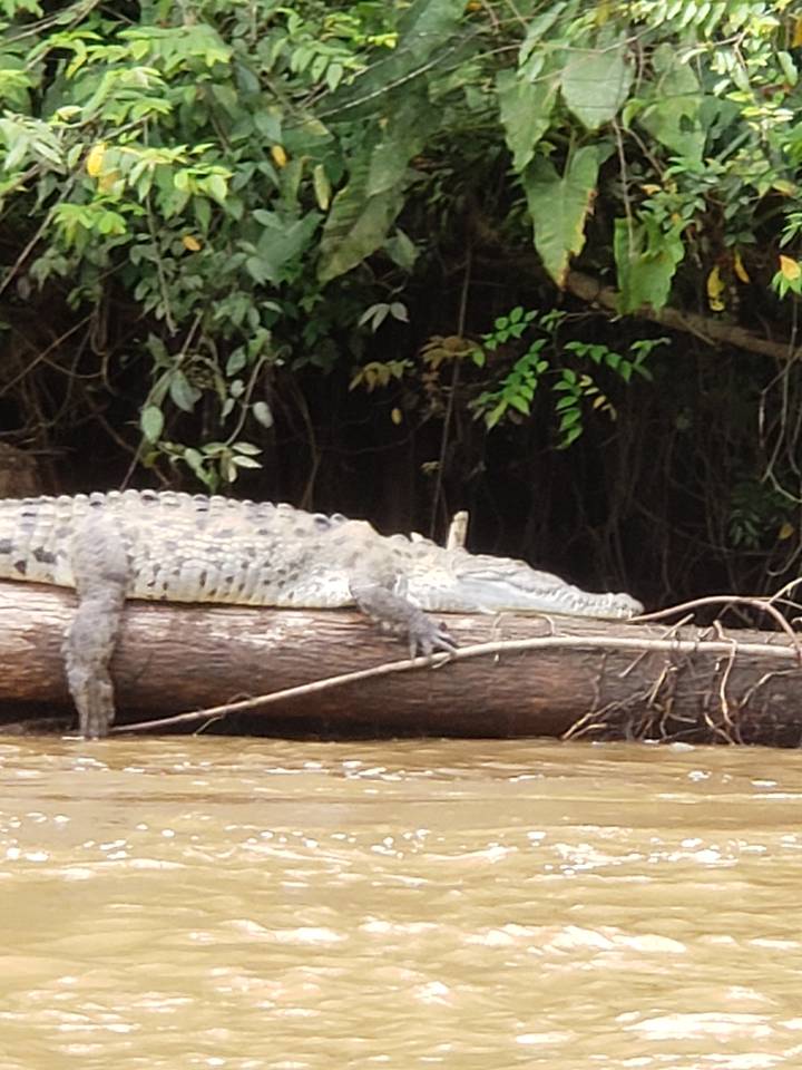 Crocodile on a log near the water.