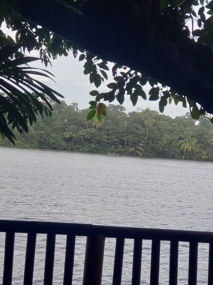 View of river with jungle surroundings.