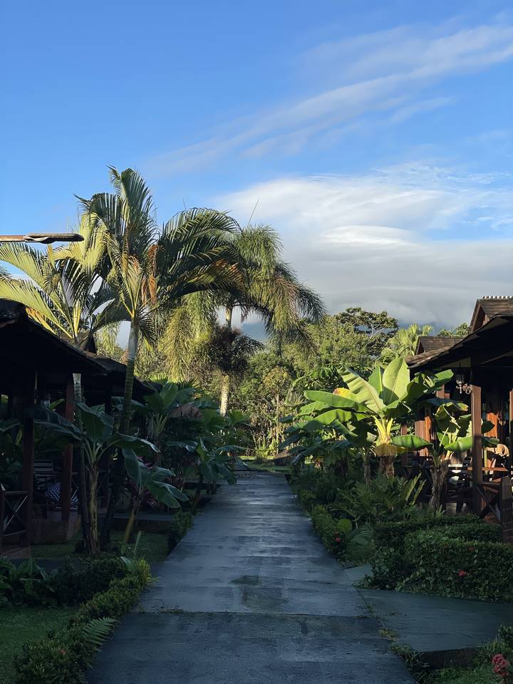 Path through a tropical garden with banana trees.