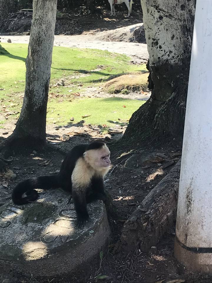 A capuchin monkey on a rock in a wooded area.